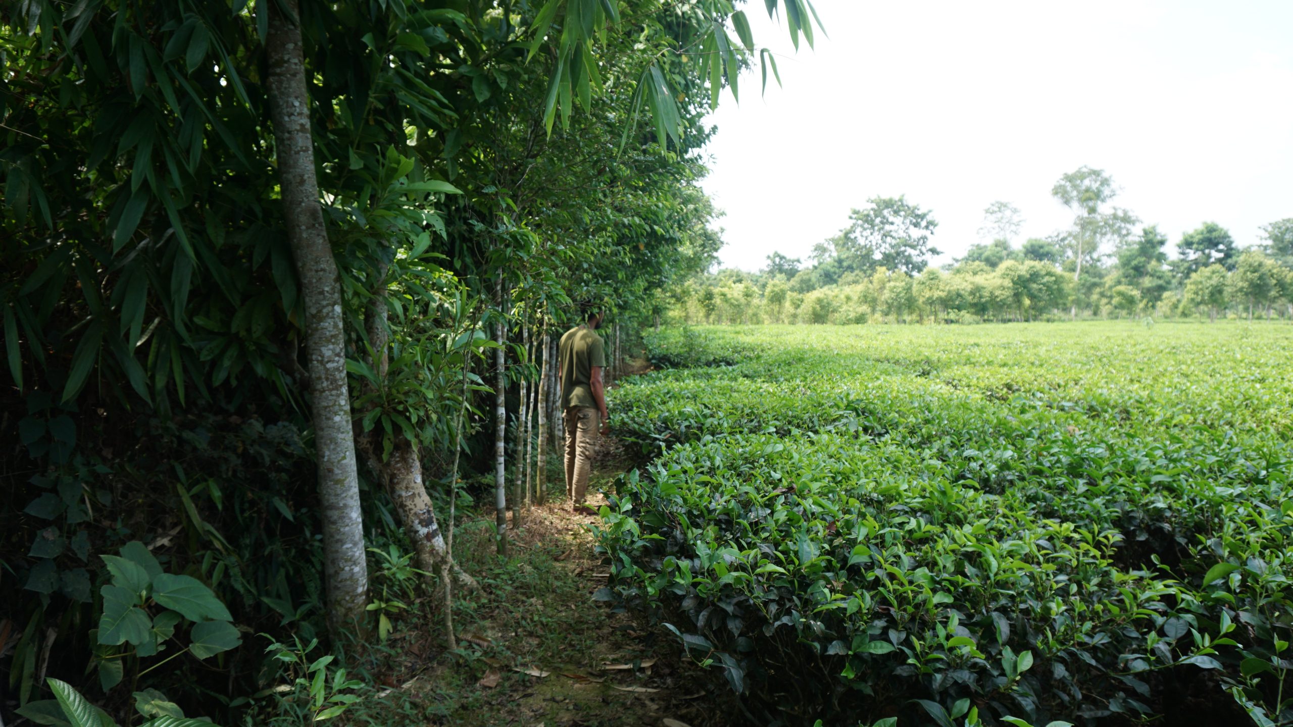 Why tea plantation owners want Assam to rethink land patta for workers