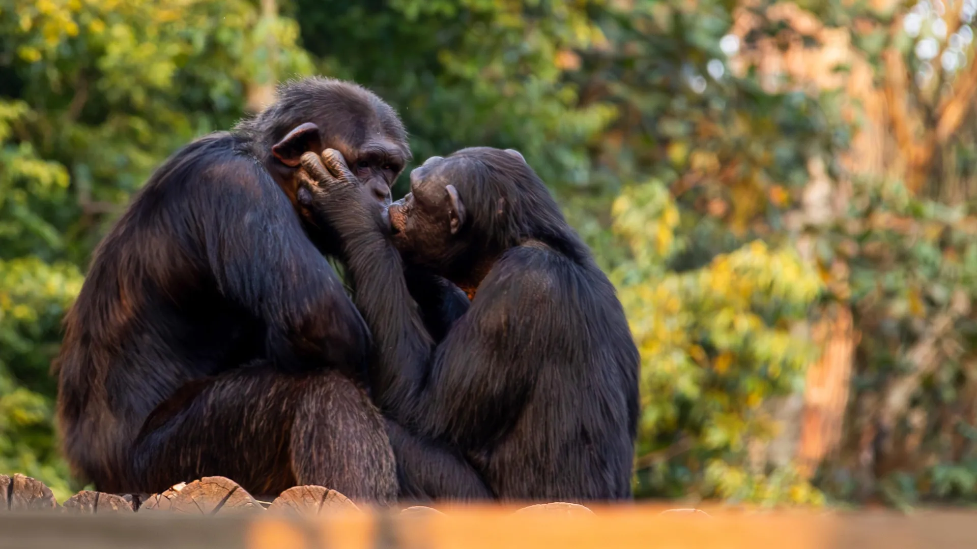 Scientists reveal kissing began millions of years before humans