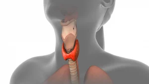 thyroid-gland-female-human-body.webp.webp