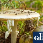 California officials warn foragers after person dies from poison mushroom