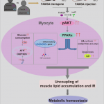 FAM3A drives uncoupling of muscle lipid accumulation and insulin resistance depending on insulin receptor