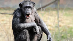 chimpanzee-talking-back.webp.webp