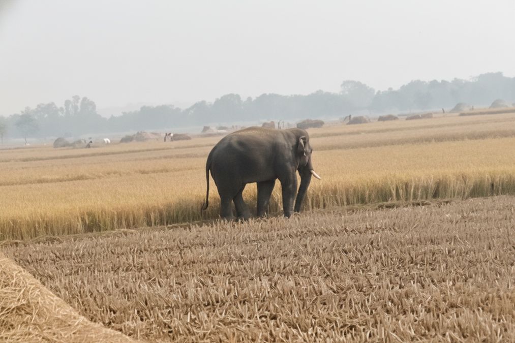 elephant-movement-triggers-fear-among-farmers-in-mayurbhanj-during-harvest-season-2025-12-06-12-48-0.jpeg