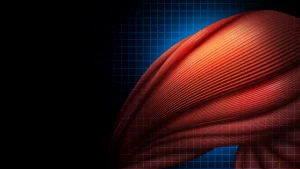 human-muscle-fibers.webp.webp