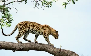 irn22318_leopard-generic_625x300_03_October_24.jpg