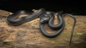 new-snake-species-lycodon-irwini.webp.webp