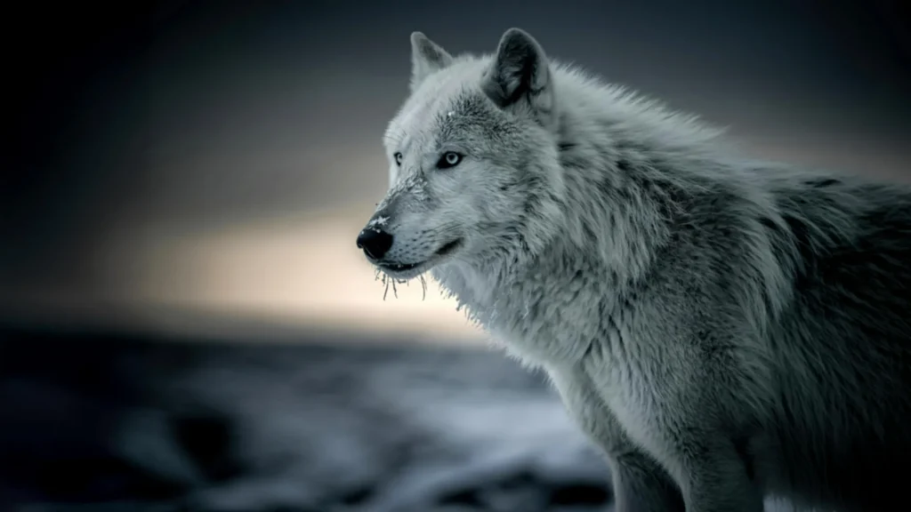 white-wolf-close.webp.webp