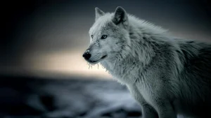 white-wolf-close.webp.webp